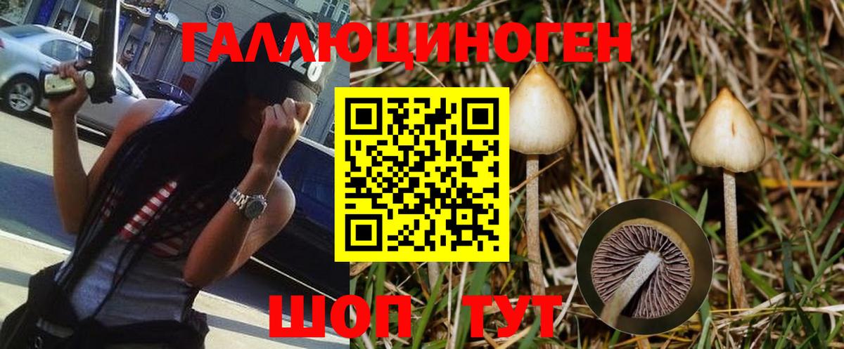 Псилоцибиновые грибы Psilocybe Кизляр
